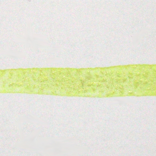 3407-head